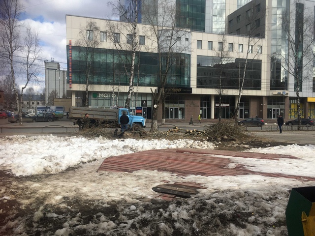 ветки1 1
