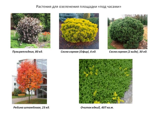 rasteniya 01