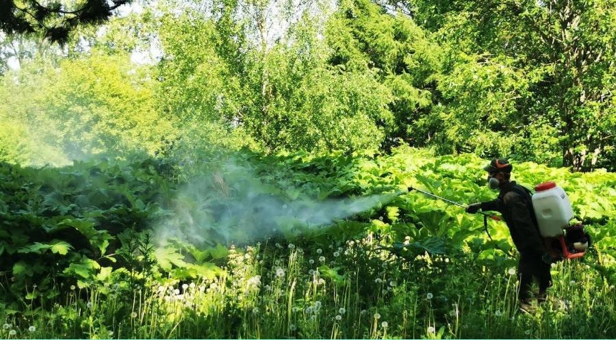 В Сыктывкаре от борщевика обработают около 900 тысяч квадратных метров городских территорий