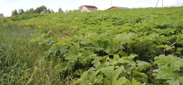 За заросли борщевика администрация Сыктывкара объявила предостережения